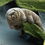 tardigrade_eyeofscience_1024